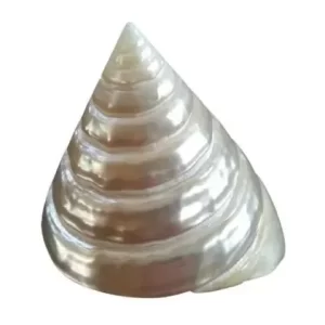 Moti(Pearl) Shankha